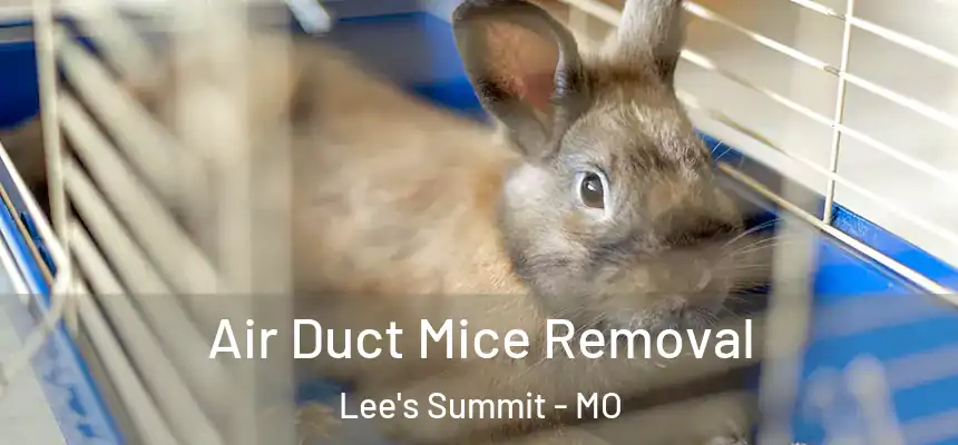  Air Duct Mice Removal Lee's Summit - MO